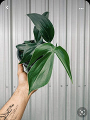 Epipremnum Dragon tail (Raphidophora Decursiva), with 5.5 inch white decor pot