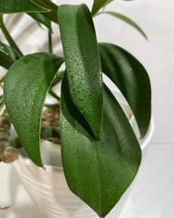 Epipremnum Dragon tail (Raphidophora Decursiva), with 5.5 inch white decor pot