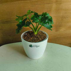 Philodendron Atom, with 5.5 inches white decor plant