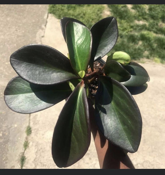 Peperomia Black Knight: The Mysterious Gem for Your Indoor park