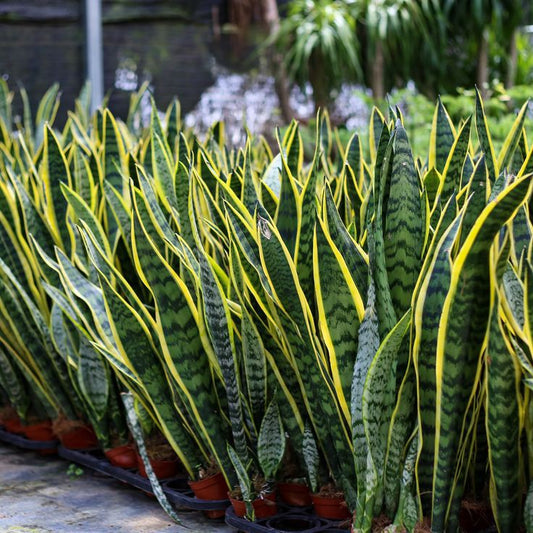 Sansevieria Laurentii: The Perfect Indoor Plant for Home Decor