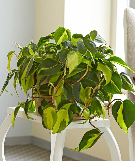 Vibrant Vines: Bringing the Philodendron Brasil's Rainforest Charm Indoors