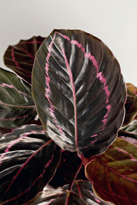 The lovely Calathea Roseopicta: A Vibrant and Stunning Choice for Indoor Plant Decor