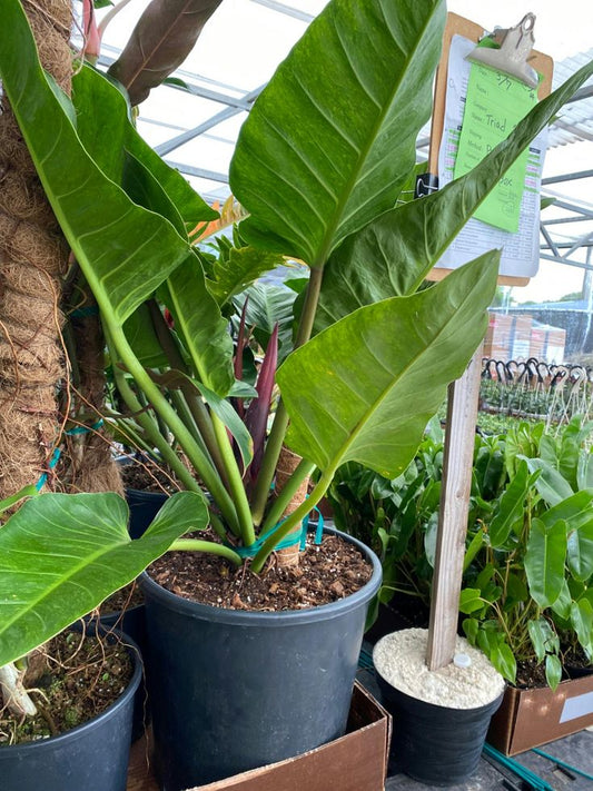 A Touch of the Exotic: Unveiling the Philodendron Melinonii Hybrid for Your Home