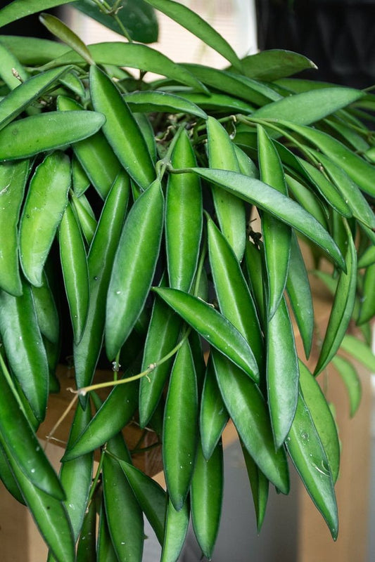 The Elegant Hoya Kentiana: A Low-Maintenance Gem for Your Home