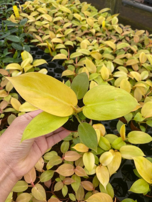 Philodendron Melinonii Golden: A Stunning Indoor Plant for Home Decor & Improved Air Quality