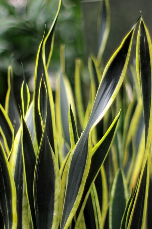 Sansiveria Black Jack: The Hidden Hero of Your Indoor Jungle
