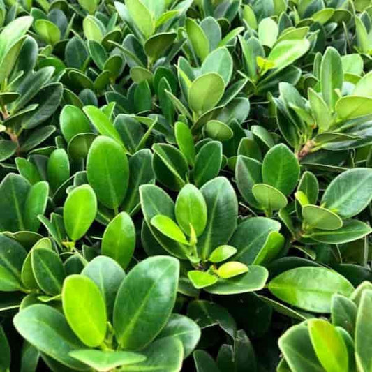 Ficus Triangularis Variegated: A Unique and Beautiful Houseplant to Your Indoor Space