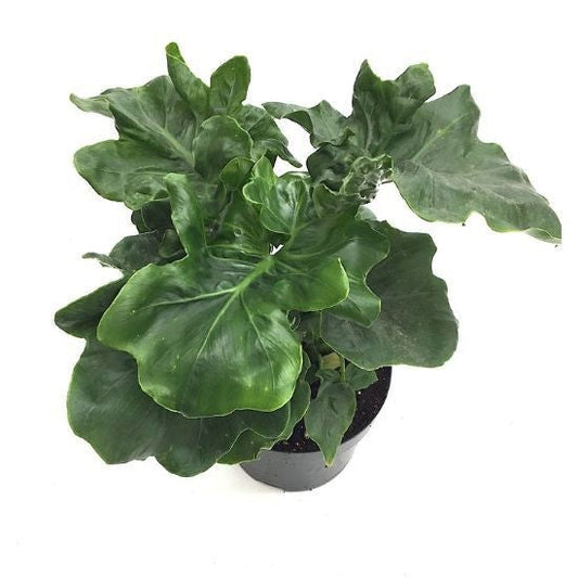 The Philodendron Atom: A Tiny Plant with Big Personality