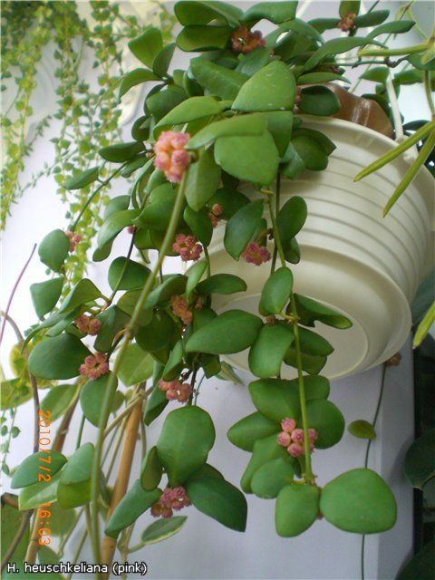 The Hoya Heuschkeliana: A Unique and Beautiful Wax Plant