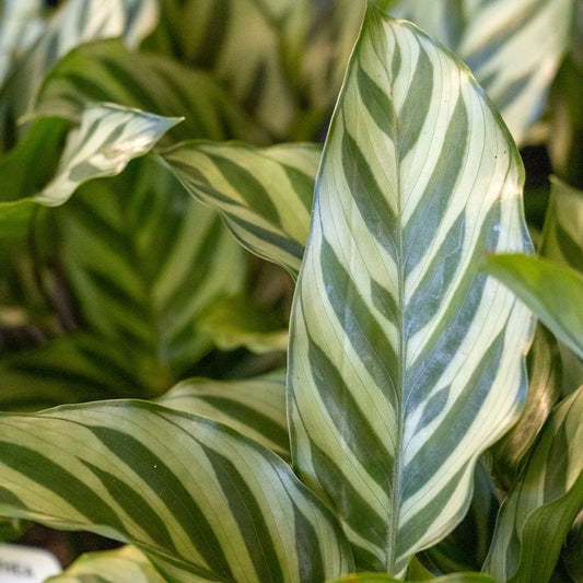 Meet Freddie: The Calathea That Dances in Your Living Room