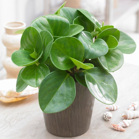 The Captivating Peperomias Raindrop: A Low-Maintenance Ornamental Houseplant