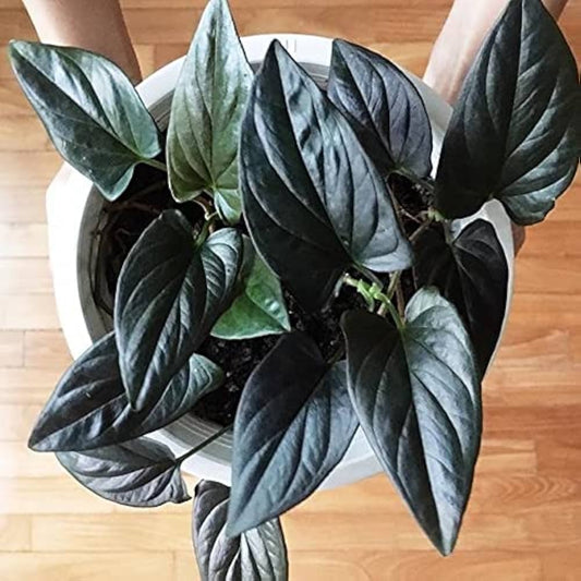 Syngonium Black