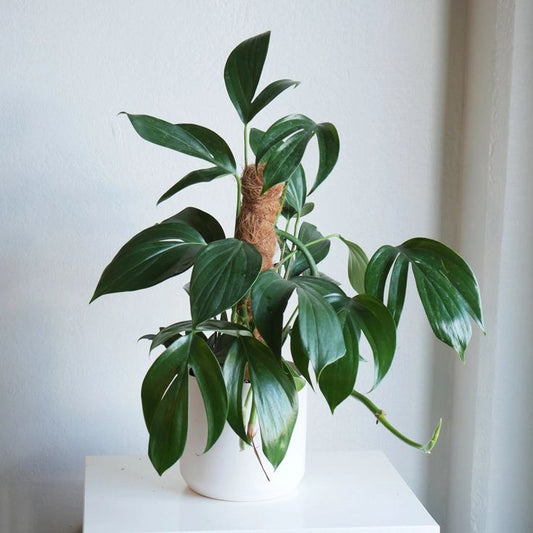 The Dragon’s Tail: A Stunning Ornamental Plant with Air-Purifying and Medicinal Benefits