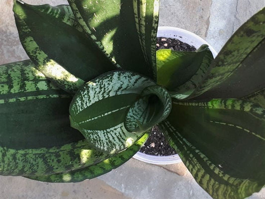 Sansiveria Whitney: The Elegant Striped Warrior for Your Home