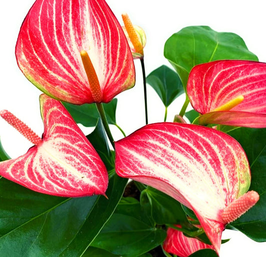 Candy Cane Anthuriums: A Festive Flair for Your Indoor Oasis