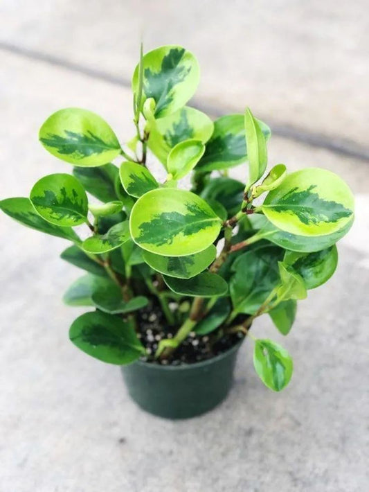 Peperomia Lemon Lime: A Vibrant Spark of Sunshine for Your Home!