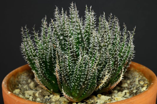 Aloe Haworthioides: A Succulent Gem for Your Home