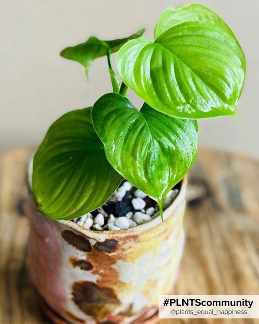 Glossy Green Elegance: Unveiling the Philodendron Fibractyphyllum for Your Indoor Sanctuary