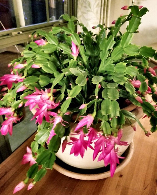 Deck the Halls (and Windowsills!) with the Christmas Cactus