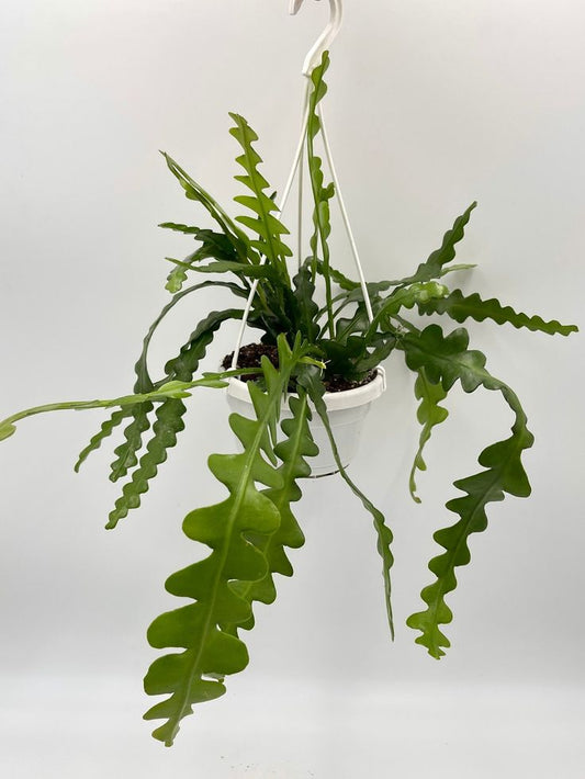 "Fishbone Cactus: A Stunning and Easy-Care Houseplant"
