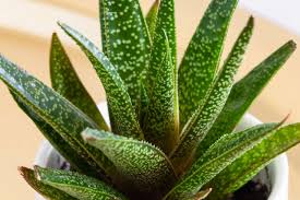 Gasteria Flower: A Unique Succulent for Indoor Plant Decor