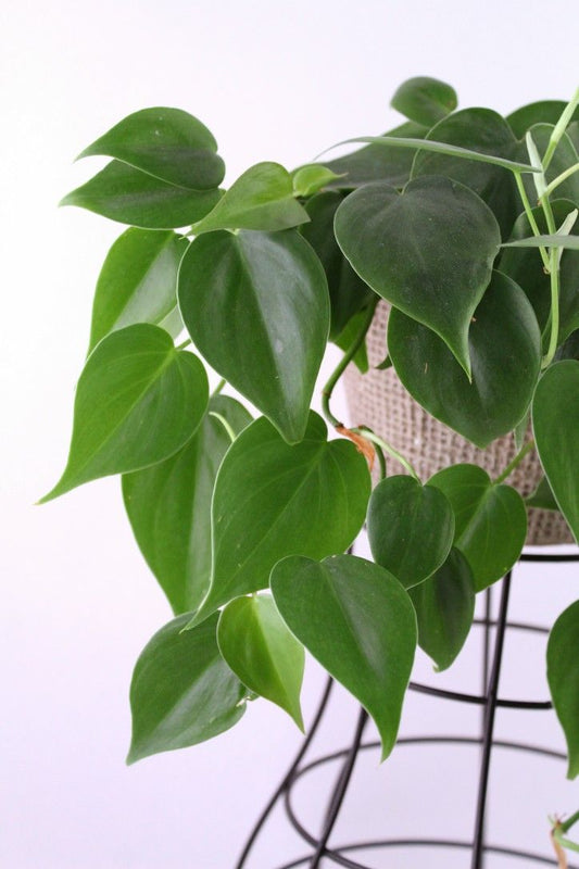 The Classic Charm of the Philodendron Heart Leaf Green: A Versatile Addition to Your Indoor Oasis