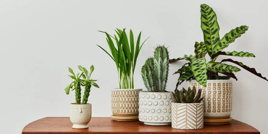12 Best Indoor Plants this Summer