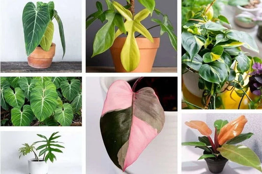 10 must have Philodendrons varieties