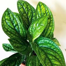 "Monstera Peru: More Than Just a Pretty Leaf—Air Purification and Peace"