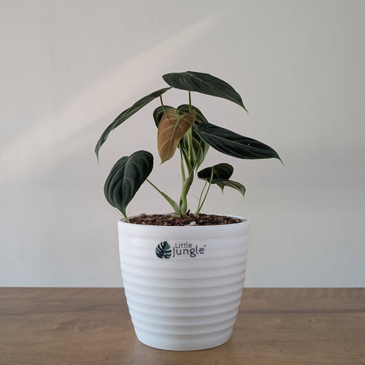 Philodendron Melanochrysum: The Velvet-Leafed Royalty of the Indoor Jungle
