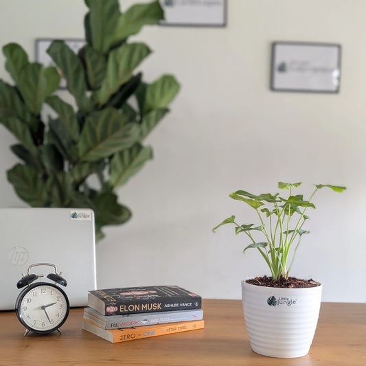 Philodendron Xanadu: The Exotic Beauty for Home Decor and Indoor Air Quality