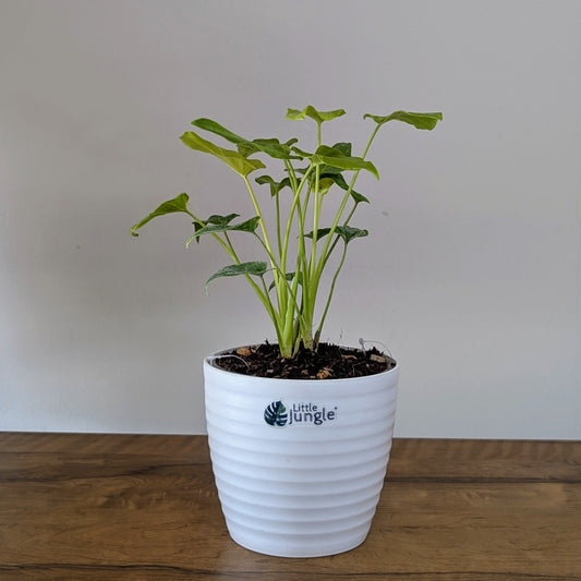 Philodendron Golden Xanadu: A Lush Statement for Your Indoor Jungle