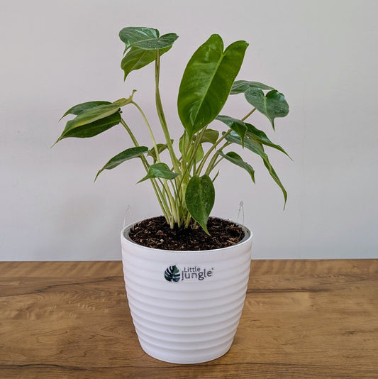 Philodendron Burle Marx: The Tropical Elegance Your Home Needs
