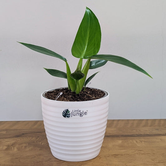 Philodendron Martianum: The Bold and Chunky Statement Plant for Modern Homes
