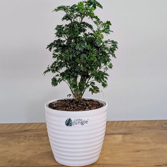 Arelia Miniature: The Compact Wonder of Indoor Gardening