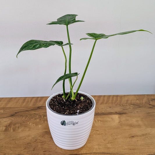 Philodendron Golden Dragon: A Rare Tropical Treasure for Your Indoor Jungle