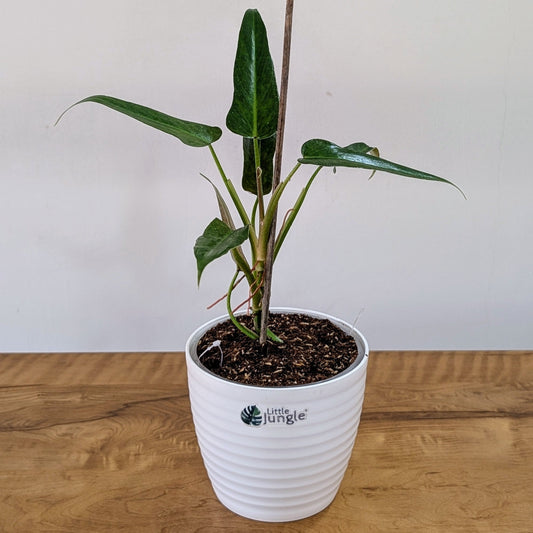 Philodendron Mexicanum: The Exotic Jungle Climber for Your Indoor Garden