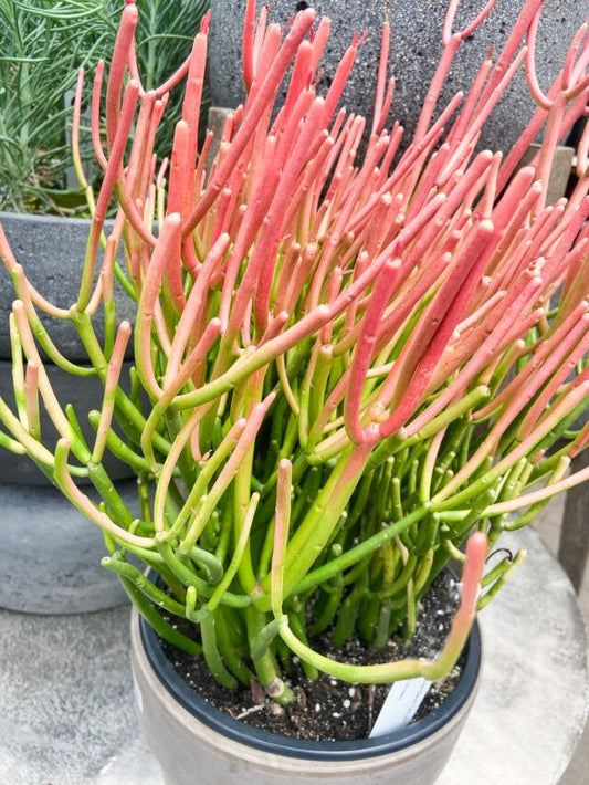 The Pencil Cactus: A Versatile and Low-Maintenance Plant