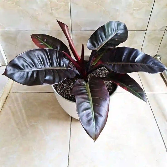Philodendron Black Cardinal: The Ultimate Indoor Plant for Home Decor and Air Purification