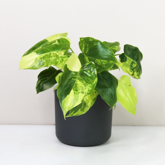 Philodendron Burl Marx: The Perfect Indoor Air Purifier and Home Decor Plant