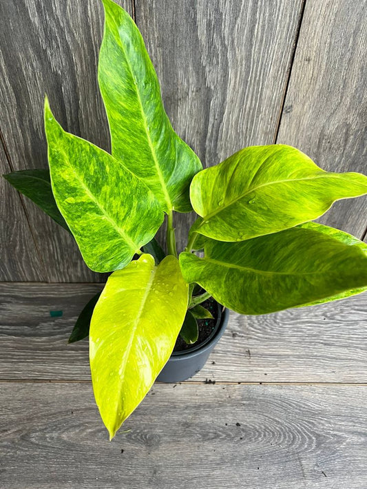 Philodendron Calkins Gold: A Rare Beauty for Indoor Plant Enthusiasts