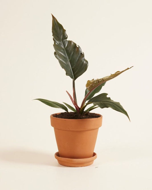 Philodendron Choco Empress: The Ultimate Indoor Plant for Home Decor and Air Quality