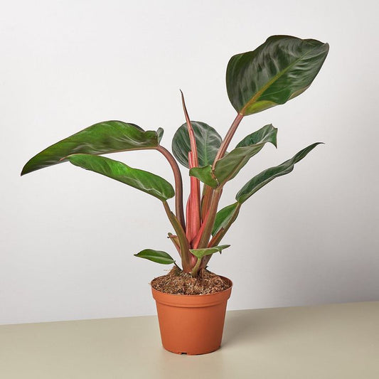 Philodendron Congo Rojo: A Stunning Indoor Plant for Home Decor and Improved Air Quality