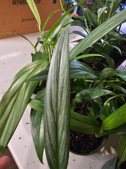 Philodendron Epipremnum Amplissimum: A Stunning Indoor Plant for Home Decor and Improved Air Quality