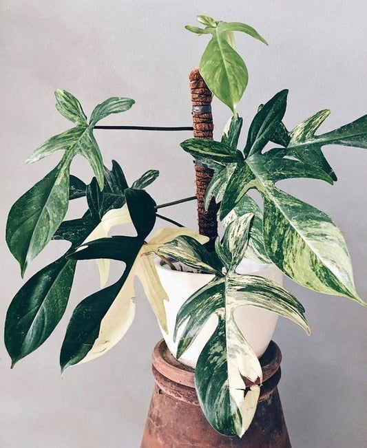 Philodendron Florida Beauty: The Stunning Indoor Plant That Enhances Your Home Decor and Air Quality