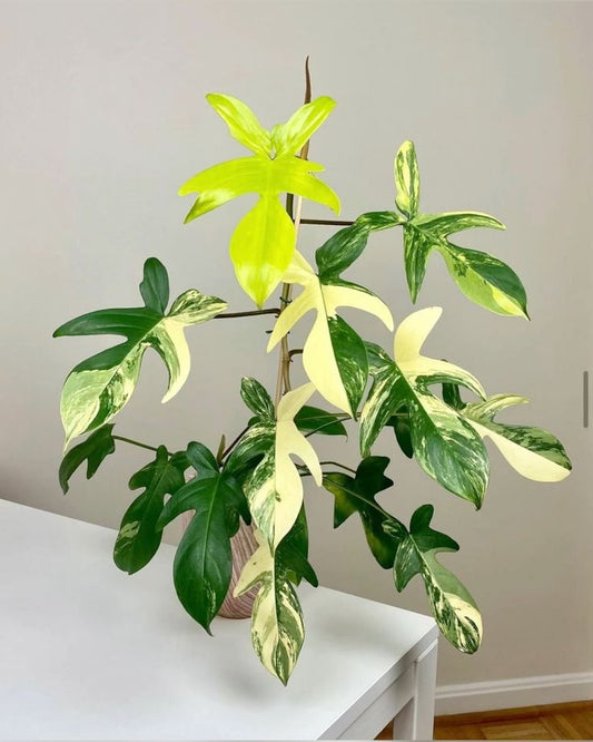 Philodendron Florida Ghost Green: A Silent Warrior for Cleaner Air and Elegant Home Décor