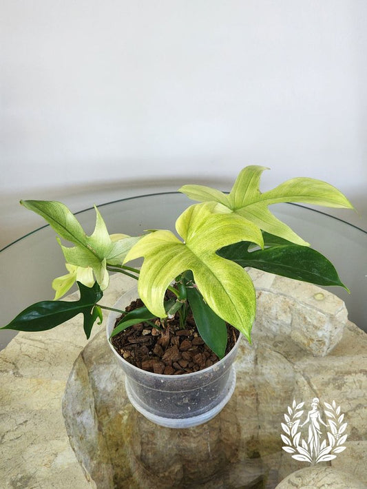 Ethereal Elegance: Unveiling the Enigmatic Philodendron Ghost Mint for Your Indoor Oasis