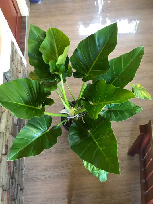 Philodendron Giganteum: The Majestic Air-Purifying Giant for Your Home Decor