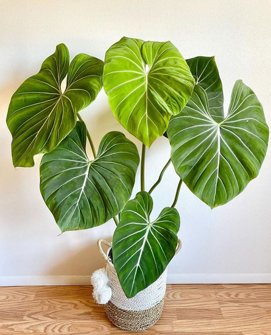 Philodendron Gloriosum: The Ultimate Indoor Plant for Elegance and Air Purification